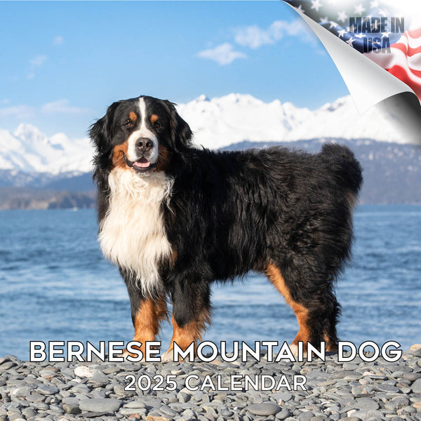 Bernese Mountain Dog Wall Calendar 2025