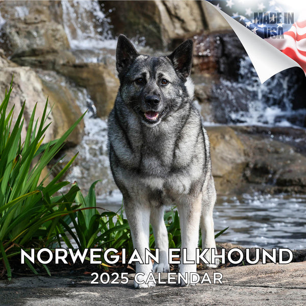 Norwegian Elkhound Wall Calendar 2025