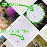 Shar Pei Wall Calendar 2025