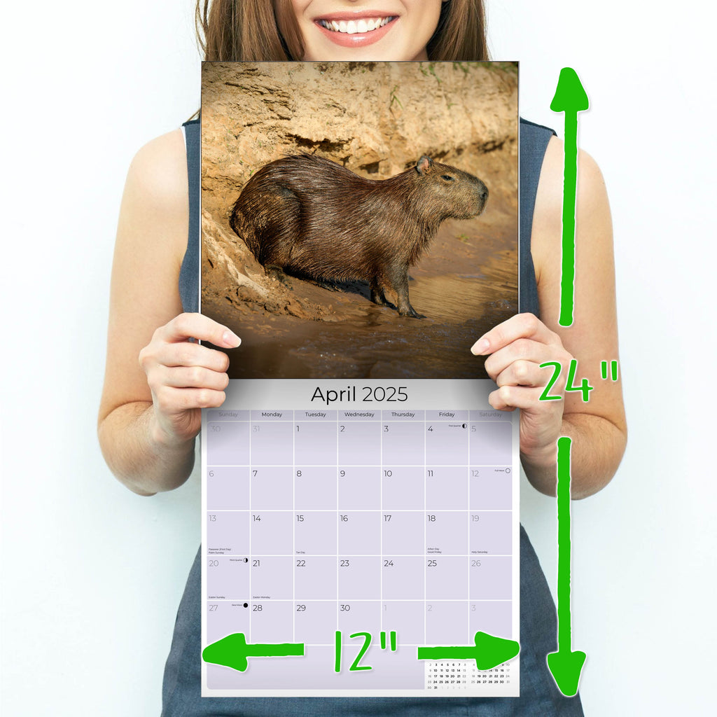 Capybara Calendar 2025