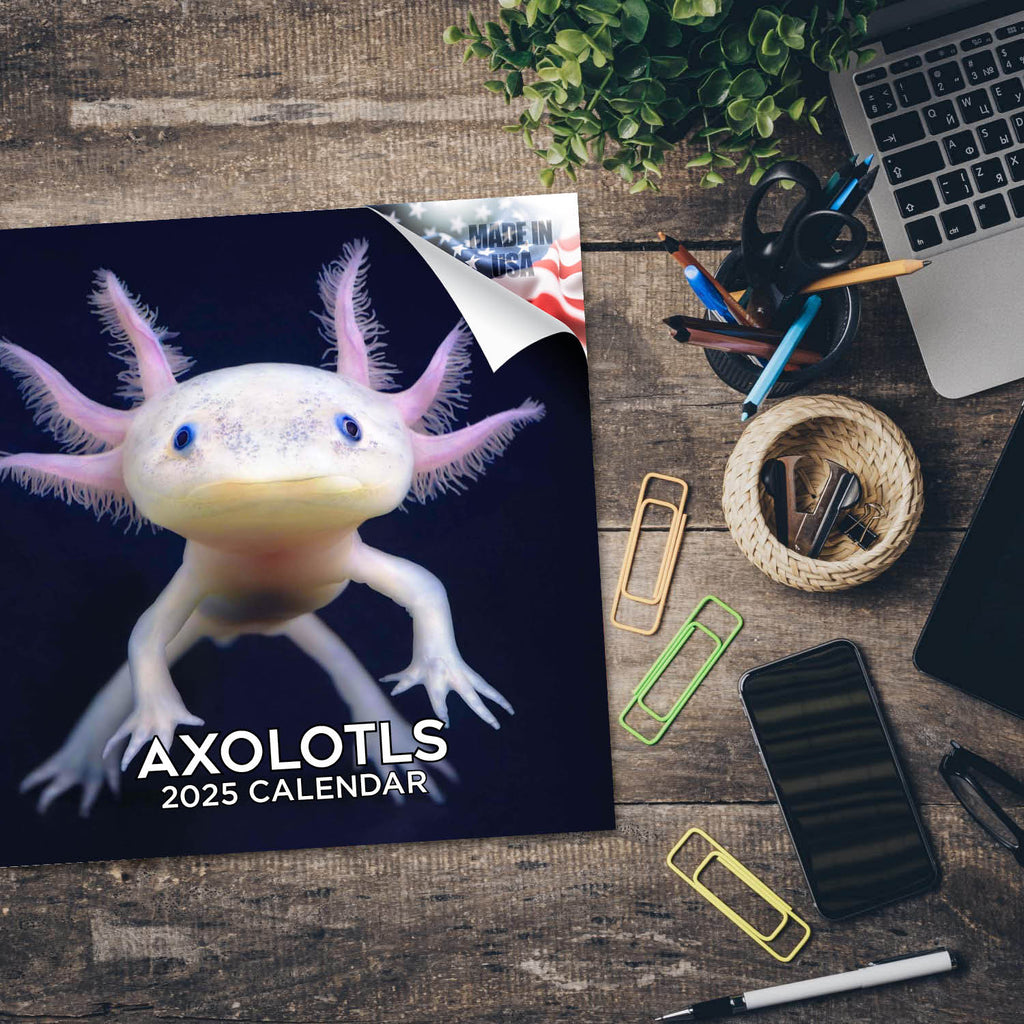 Axolotls Calendar 2025