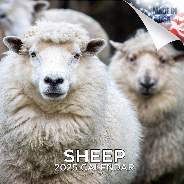 Sheep Wall Calendar 2025 – MegaCalendars.com