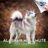 Alaskan Malamute Wall Calendar 2025