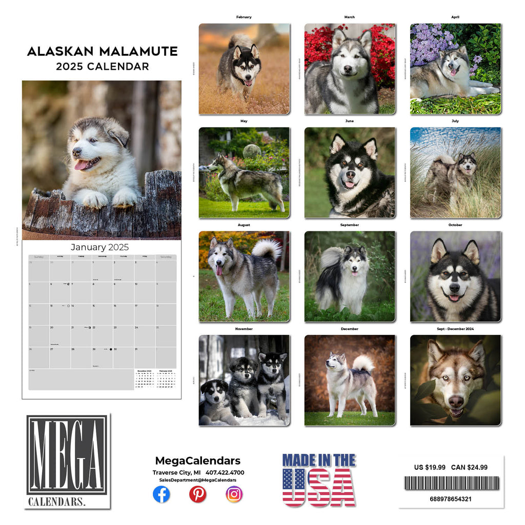 Alaskan Malamute Wall Calendar 2025