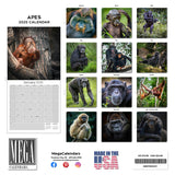 Apes Wall Calendar 2025