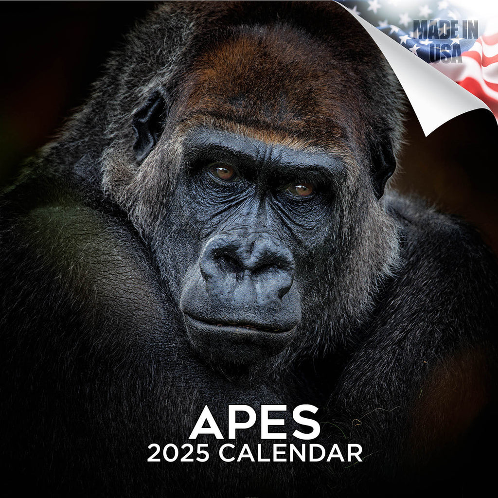Apes Wall Calendar 2025