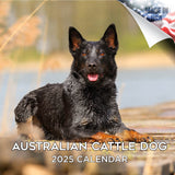 Australian Cattle Dog Wall Calendar 2025