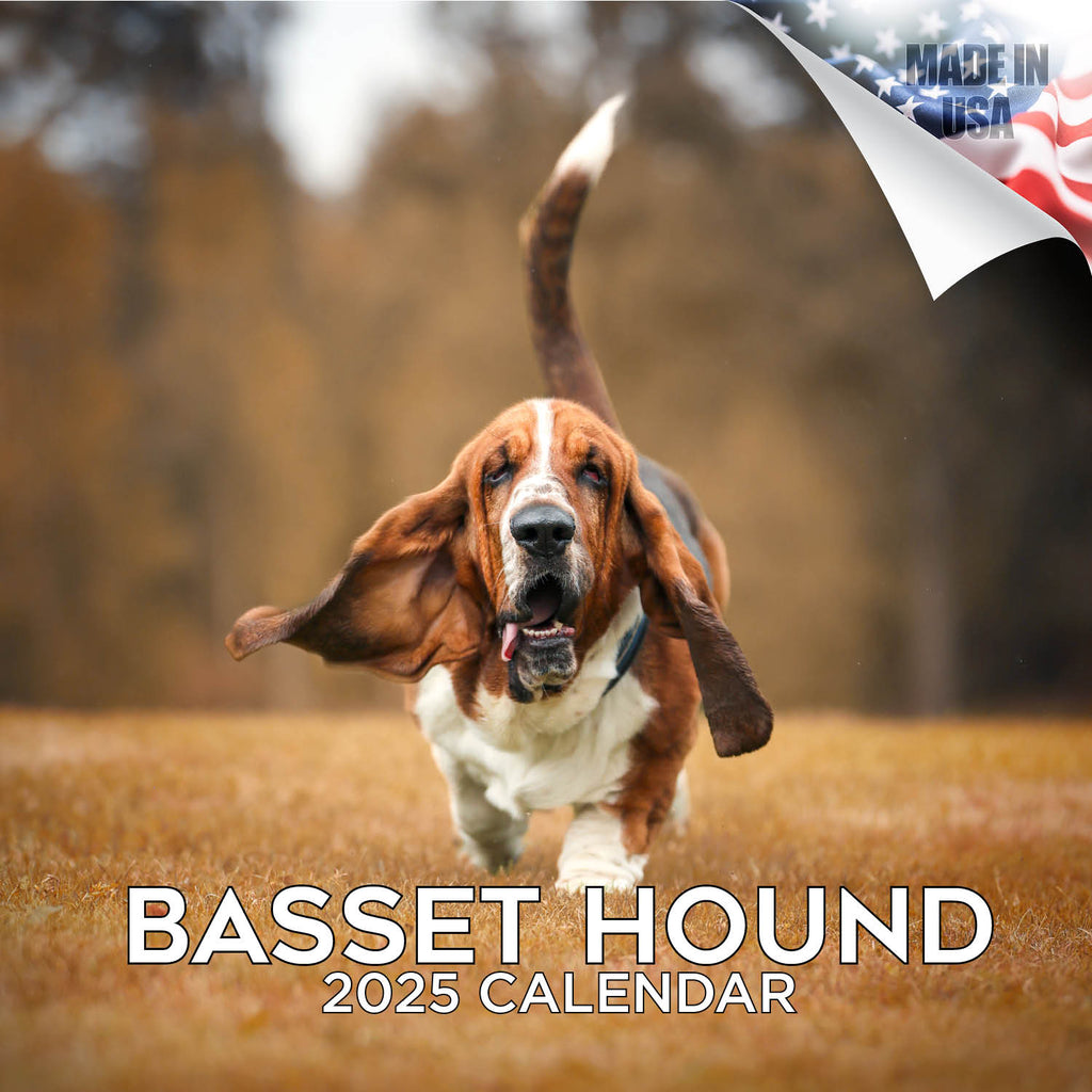 Basset Hound Wall Calendar 2025