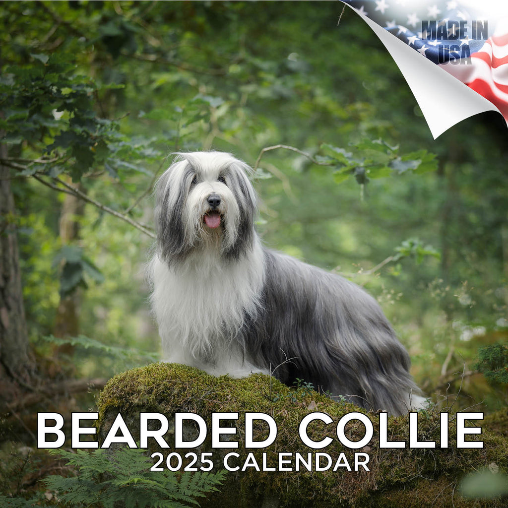Bearded Collie Wall Calendar 2025