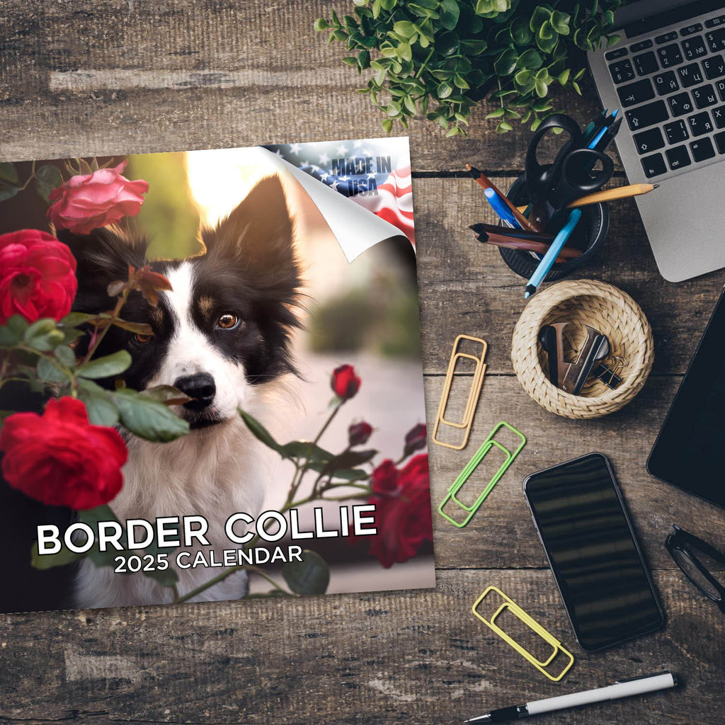Border Collie Wall Calendar 2025