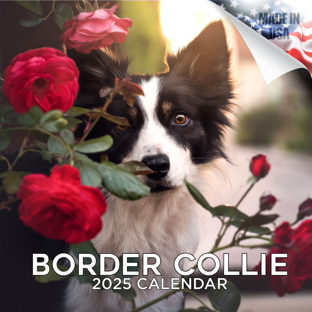 Border Collie Wall Calendar 2025