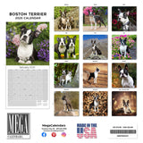 Boston Terrier Wall Calendar 2025