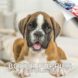 Boxer Puppies Wall Calendar 2025