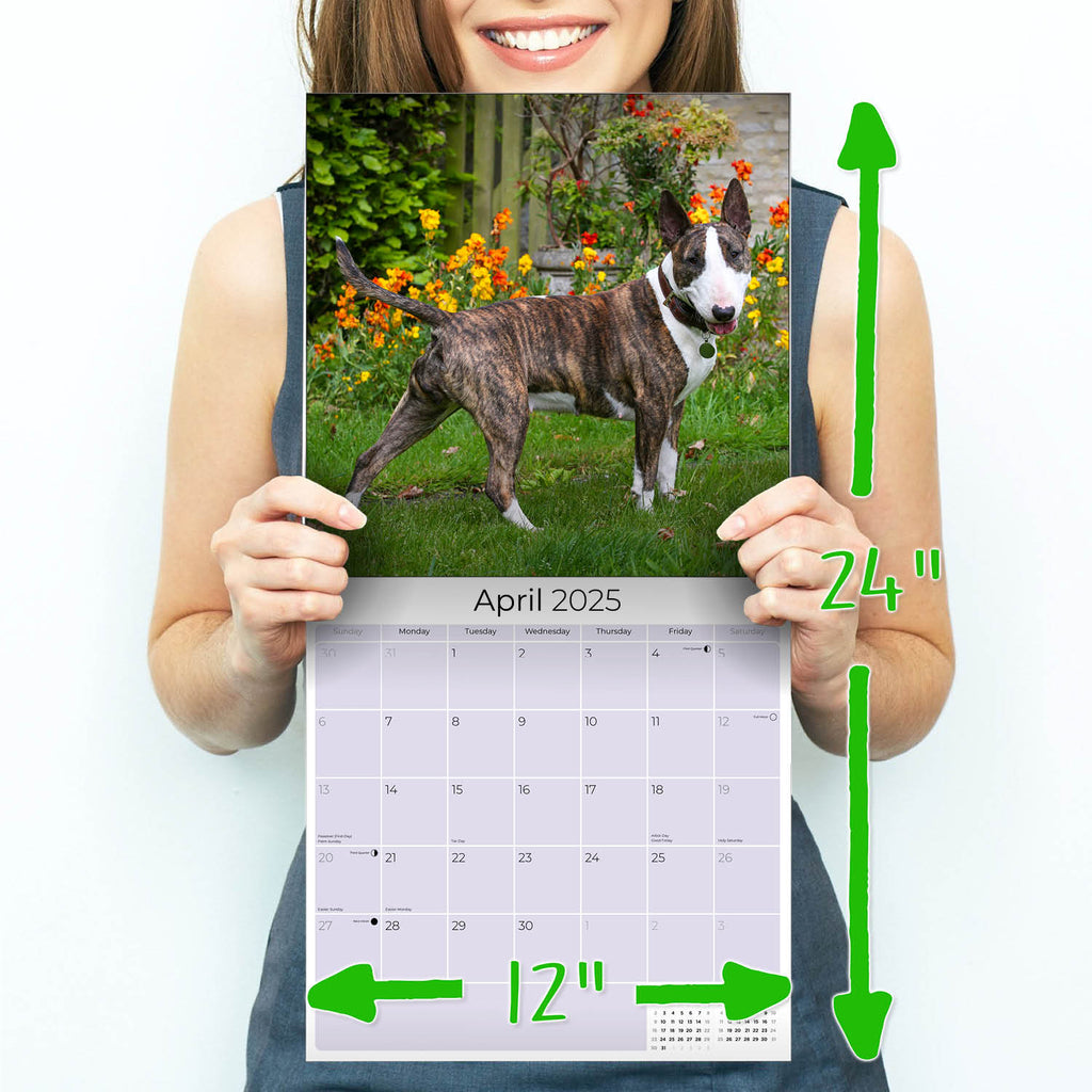 Bull Terrier Wall Calendar 2025