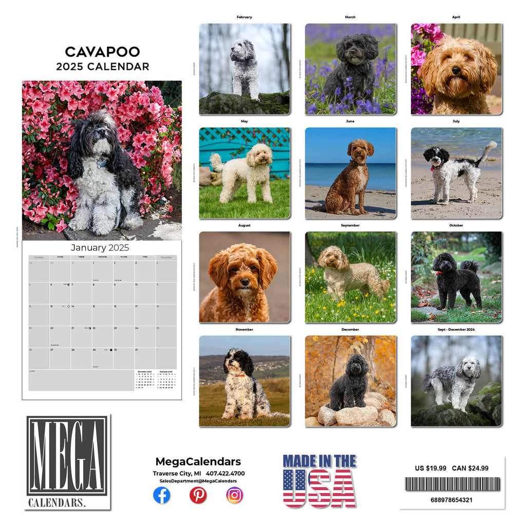 Cavapoo Calendar 2025