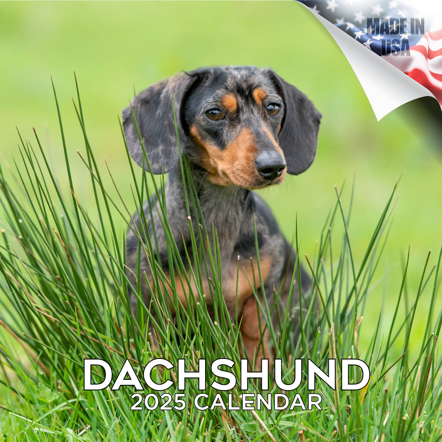 Fox Terrier (Wirehaired) Wall Calendar 2025