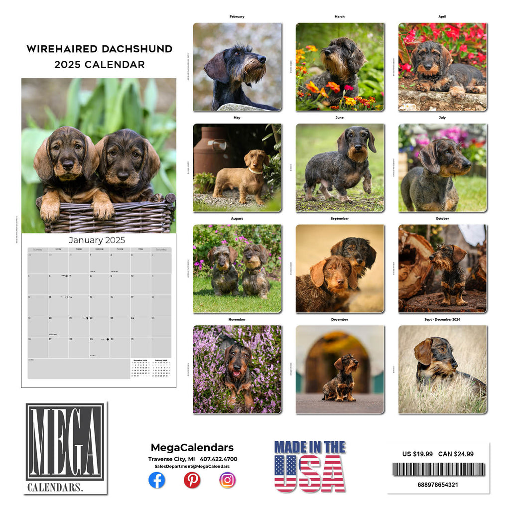 Dachshund (Wirehaired) Wall Calendar 2025