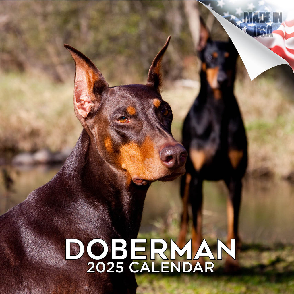 Doberman (US) Wall Calendar 2025