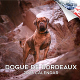 Dogue de Bordeaux Wall Calendar 2025