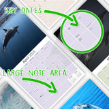 Dolphins Wall Calendar 2025