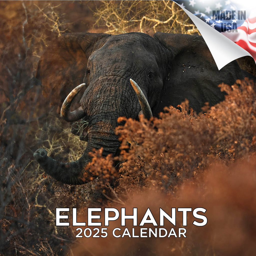 Elephants Wall Calendar 2025