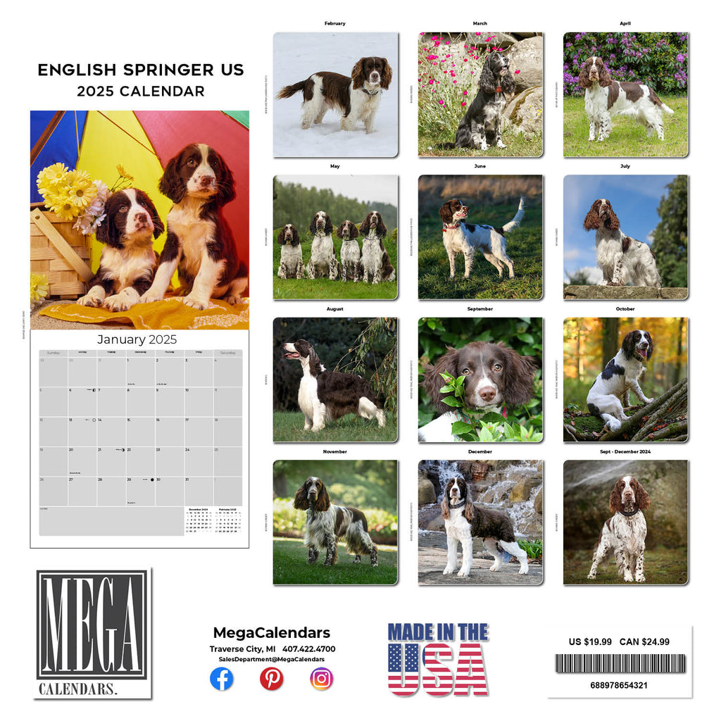 Eng Springer Spaniel (US) Wall Calendar 2025