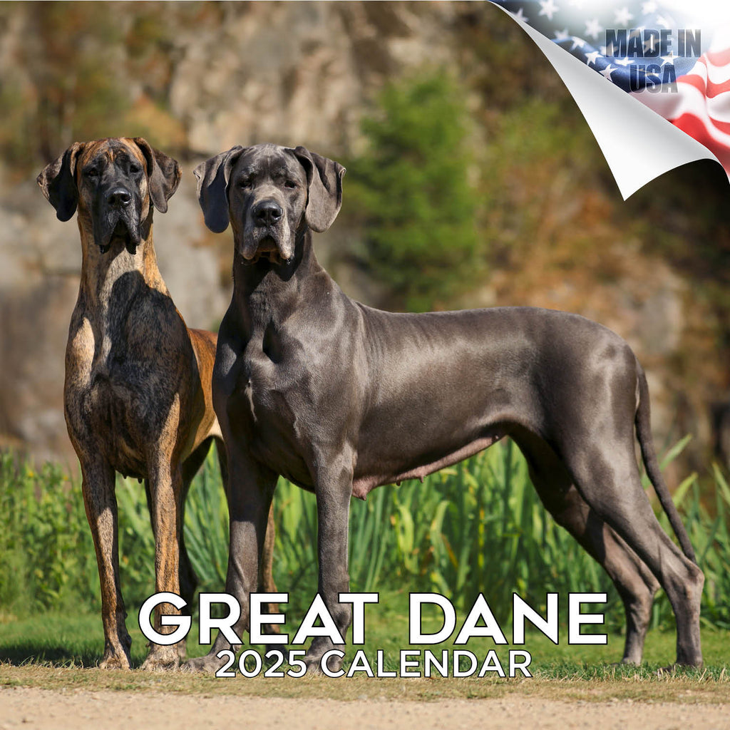 Great Dane Wall Calendar 2025