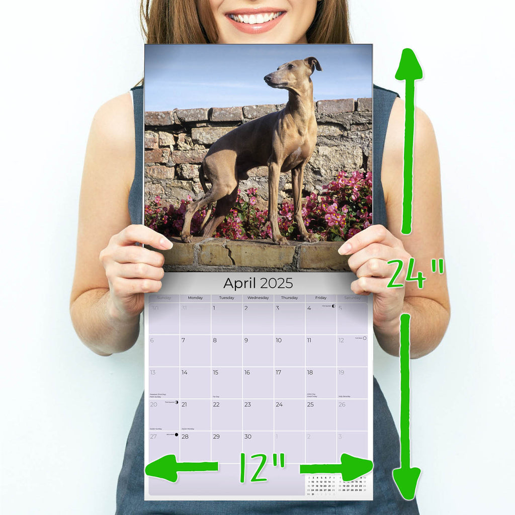 Italian Greyhound Wall Calendar 2025