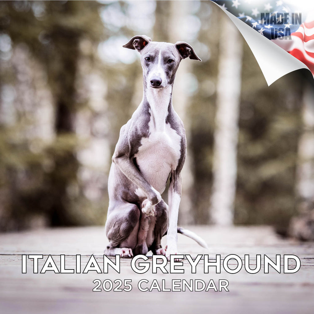 Italian Greyhound Wall Calendar 2025