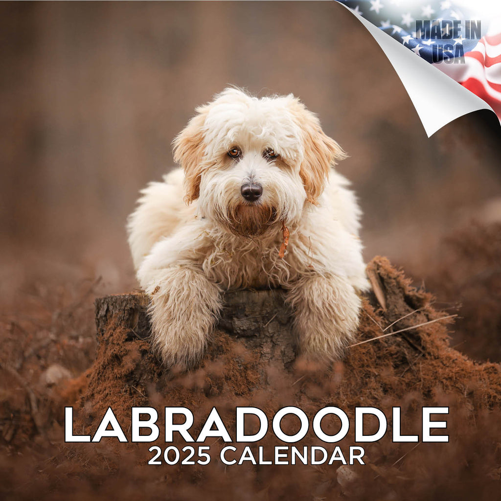 Labradoodle Wall Calendar 2025