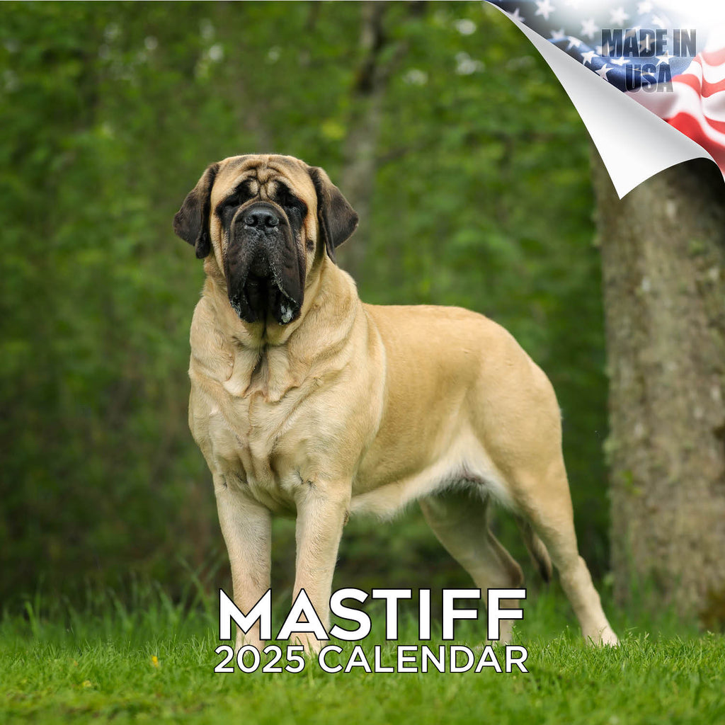 Mastiff Wall Calendar 2025