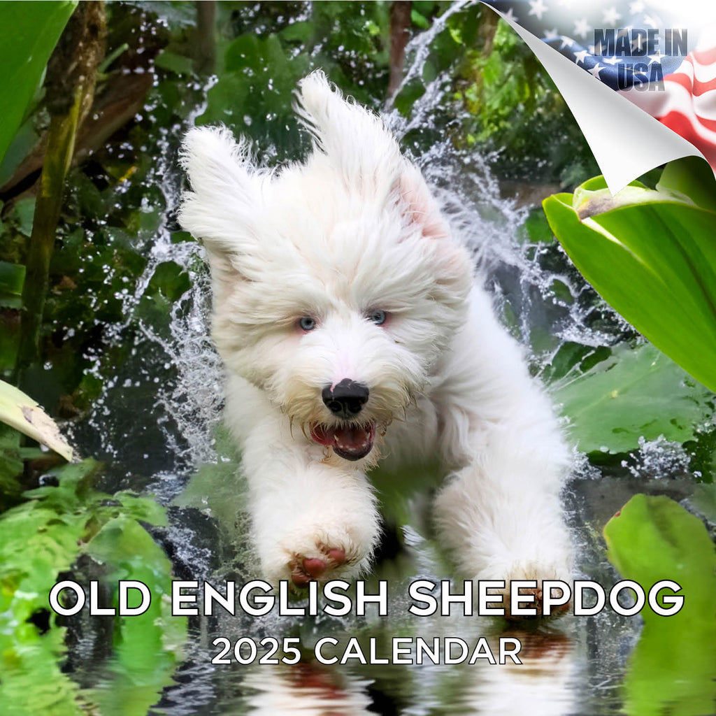 Old English Sheepdog Wall Calendar 2025