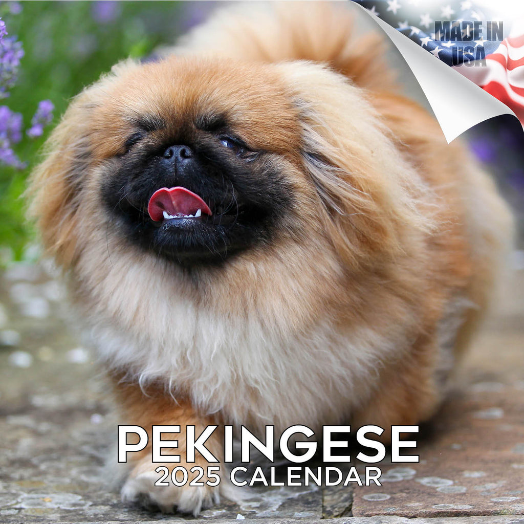Pekingese Wall Calendar 2025