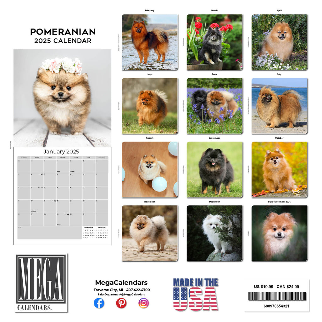 Pomeranian Wall Calendar 2025
