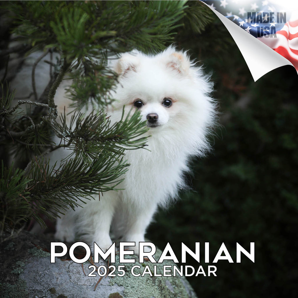 Pomeranian Wall Calendar 2025