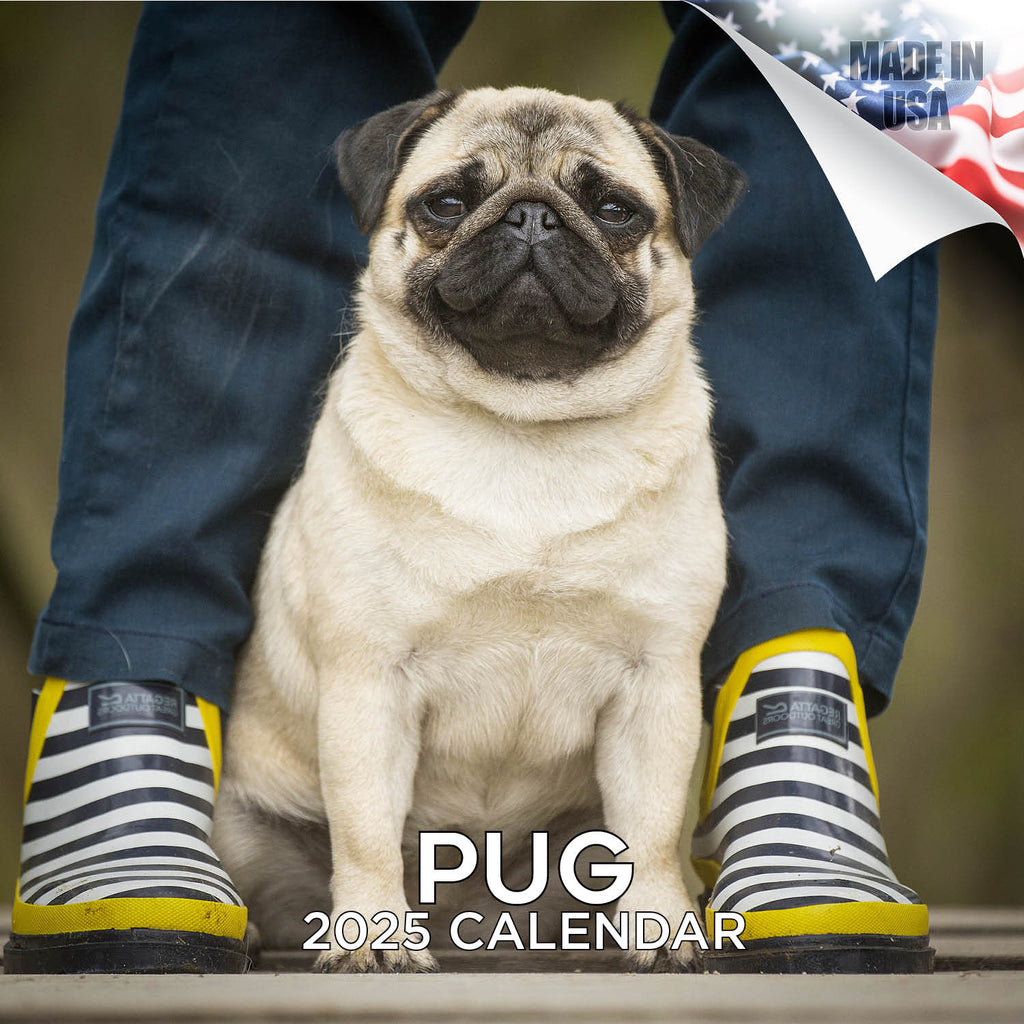 Pug Wall Calendar 2025