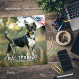 Rat Terrier Wall Calendar 2025