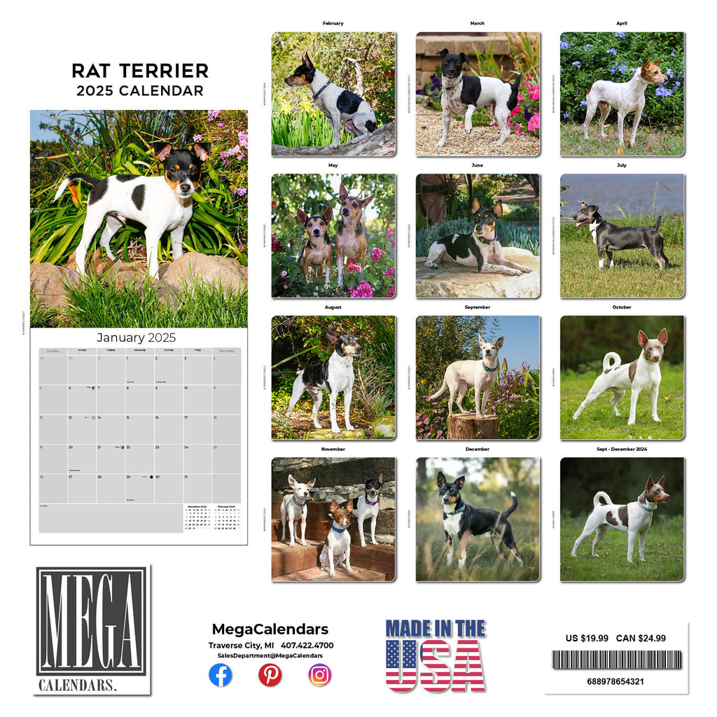 Rat Terrier Wall Calendar 2025