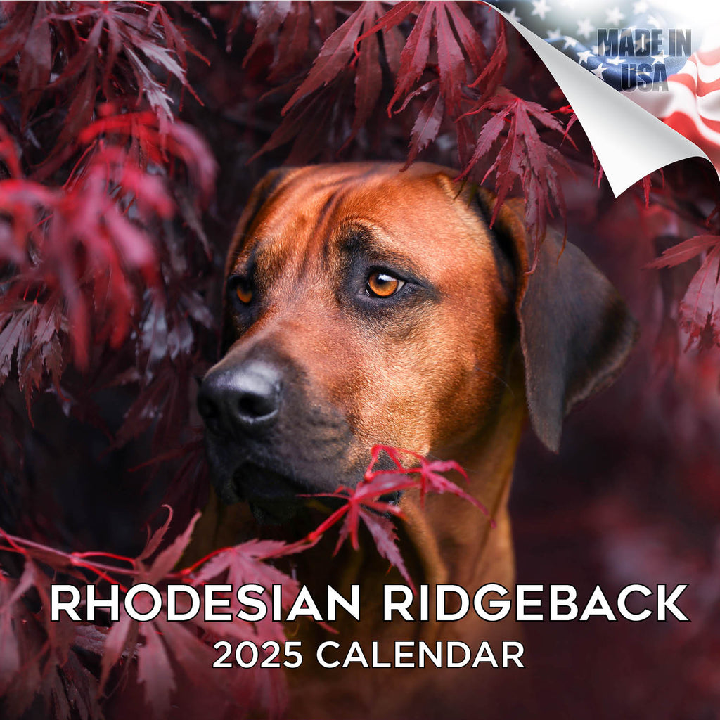 Rhodesian Ridgeback Wall Calendar 2025