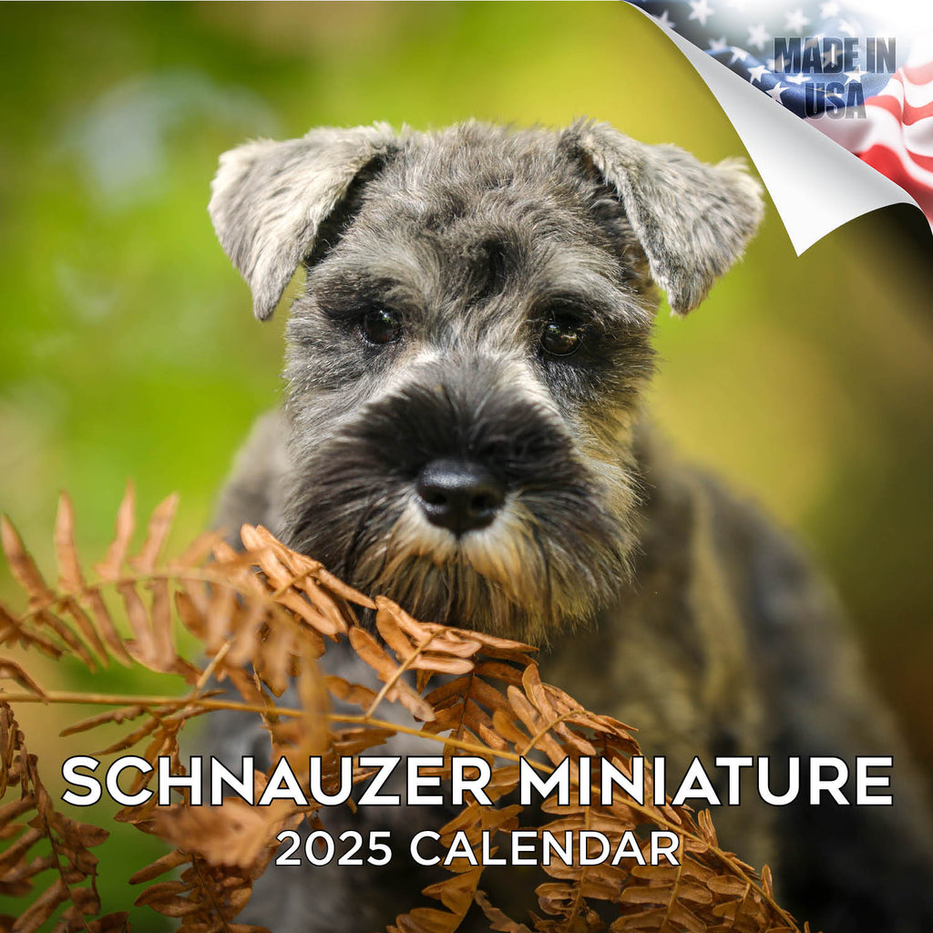 Schnauzer Miniature Wall Calendar 2025