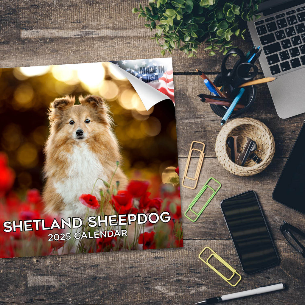 Shetland Sheepdog Wall Calendar 2025