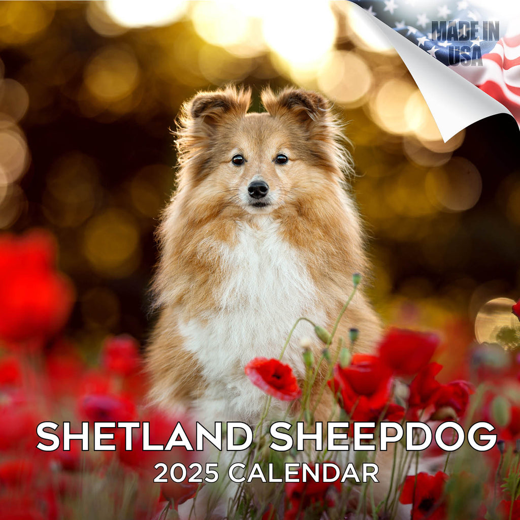 Shetland Sheepdog Wall Calendar 2025