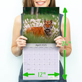 Tigers Wall Calendar 2025