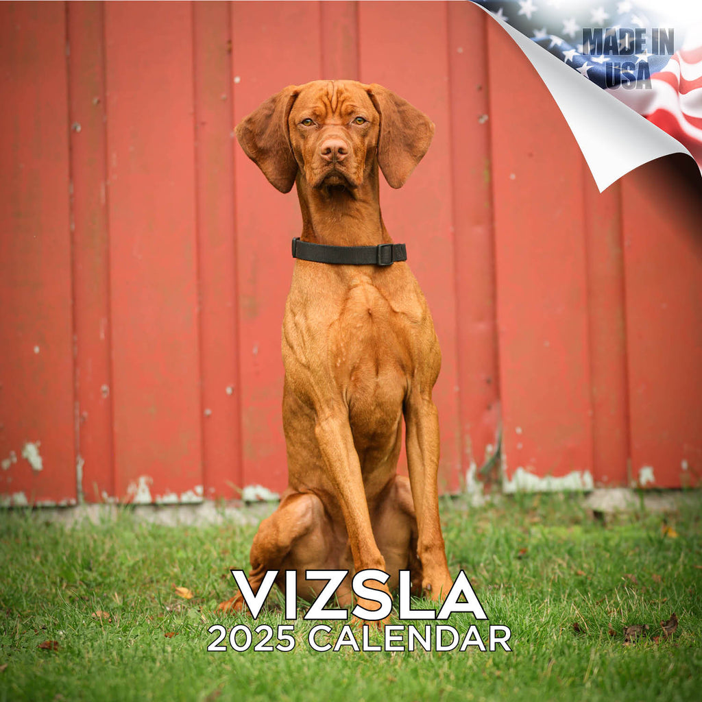 Vizsla Wall Calendar 2025