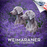 Weimaraner Wall Calendar 2025
