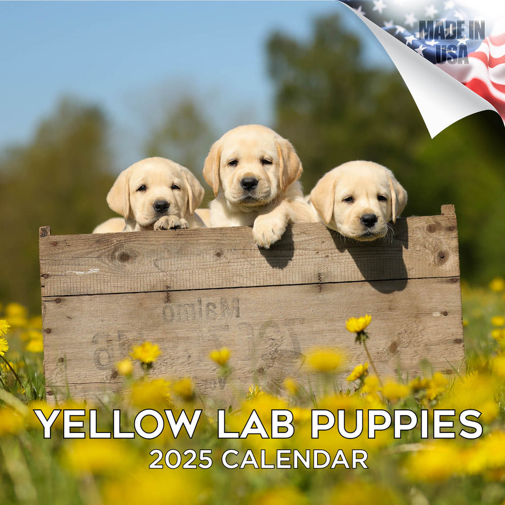 Yellow Labrador Puppies Wall Calendar 2025