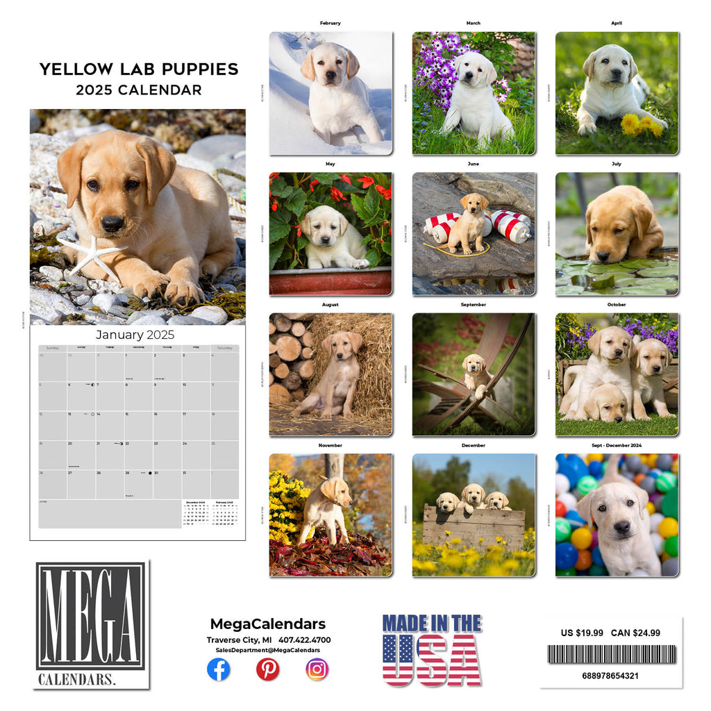 Yellow Labrador Puppies Wall Calendar 2025