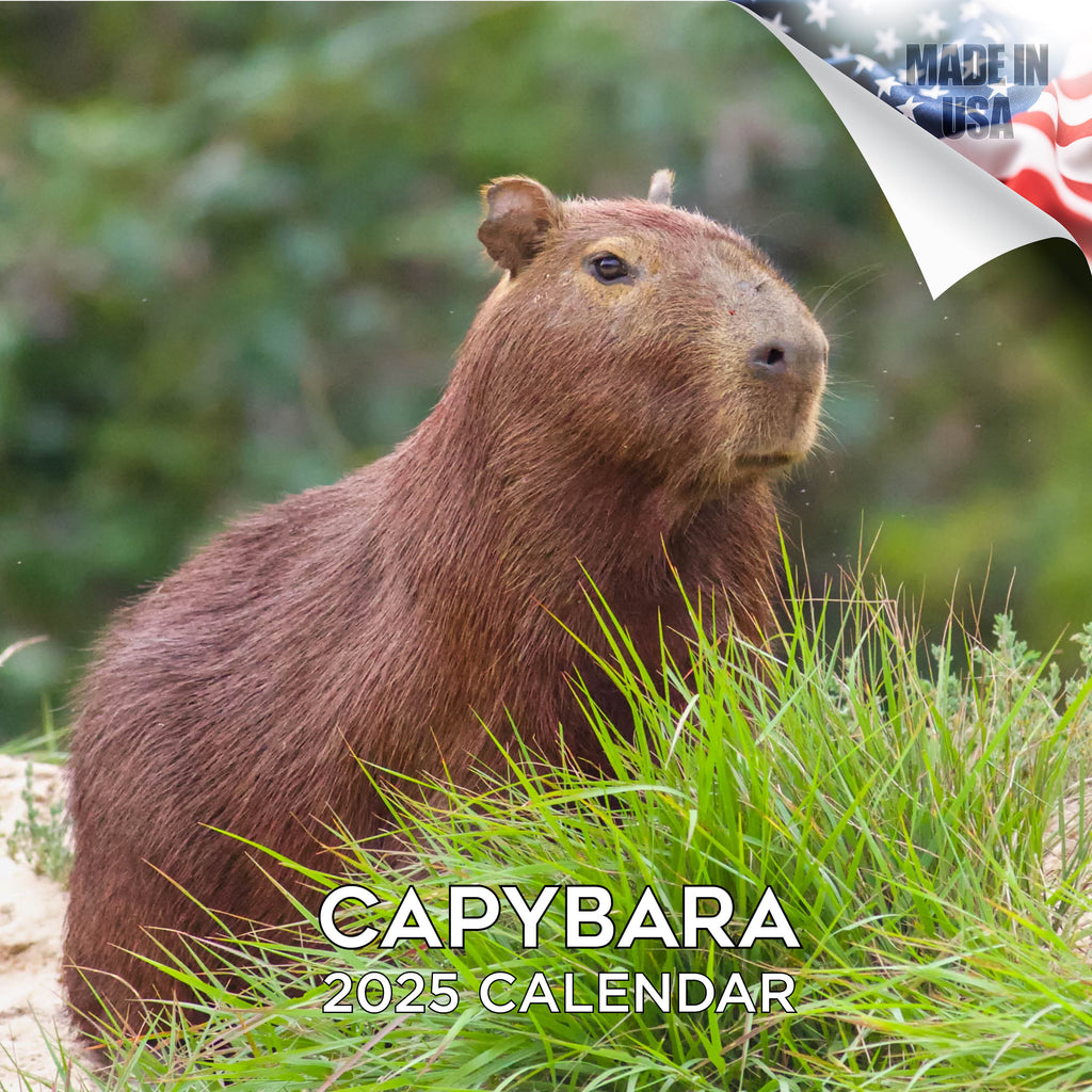 Capybara Calendar 2025