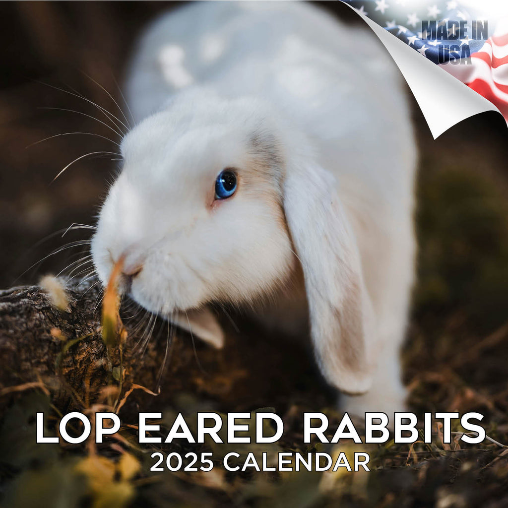 Lop Eared Rabbit Wall Calendar 2025
