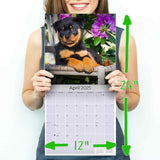 Rottweiler Puppies Wall Calendar 2025